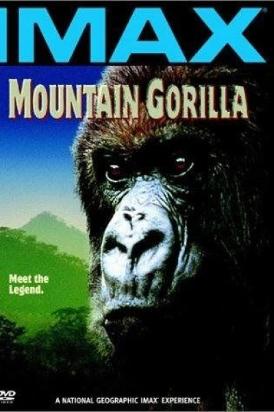 Mountain Gorilla